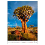 Trees, képes falinaptár 2026