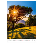 Trees, képes falinaptár 2026