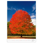 Trees, képes falinaptár 2026