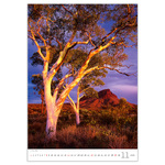 Trees, képes falinaptár 2026