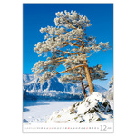 Trees, képes falinaptár 2026