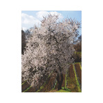 Borvidékeink, képes falinaptár 2026