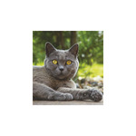 Cicák, képes falinaptár 2026