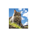 Cicák, képes falinaptár 2026