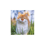 Cicák, képes falinaptár 2026