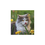 Cicák, képes falinaptár 2026