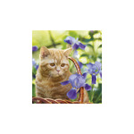 Cicák, képes falinaptár 2026