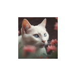 Cicák, képes falinaptár 2026