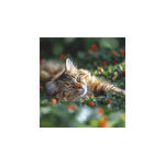 Cicák, képes falinaptár 2026