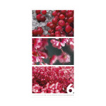 Colors of Nature, képes falinaptár 2026