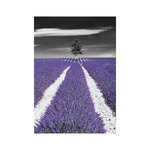 Colour Art, képes falinaptár 2026