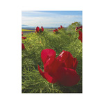 Ezerszínű Magyarország, képes falinaptár 2026