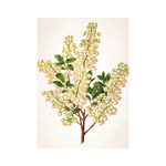 Herbárium, képes falinaptár 2026