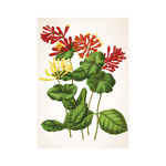 Herbárium, képes falinaptár 2026