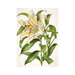 Herbárium, képes falinaptár 2026