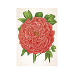 Herbárium, képes falinaptár 2026