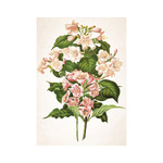 Herbárium, képes falinaptár 2026