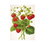 Herbárium, képes falinaptár 2026