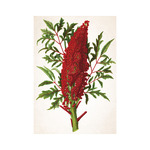 Herbárium, képes falinaptár 2026