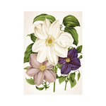 Herbárium, képes falinaptár 2026