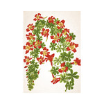 Herbárium, képes falinaptár 2026