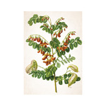 Herbárium, képes falinaptár 2026