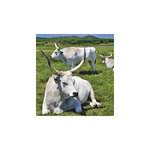 Hungary, képes falinaptár 2026