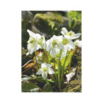 Kertésznaptár, képes falinaptár 2026 Kertésznaptár, képes falinaptár 2026