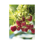 Kertésznaptár, képes falinaptár 2026