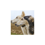 Kutyák, képes falinaptár 2026 Kutyák, képes falinaptár 2026