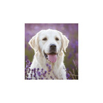 Kutyák, képes falinaptár 2026