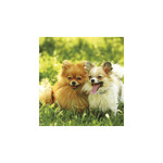 Kutyák, képes falinaptár 2026