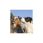 Kutyák, képes falinaptár 2026 Kutyák, képes falinaptár 2026