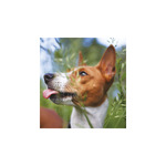 Kutyák, képes falinaptár 2026