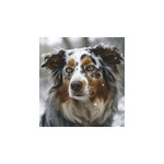 Kutyák, képes falinaptár 2026 Kutyák, képes falinaptár 2026