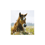 Lovak, képes falinaptár 2026