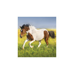 Lovak, képes falinaptár 2026