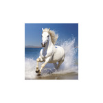 Lovak, képes falinaptár 2026