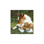 Lovak, képes falinaptár 2026