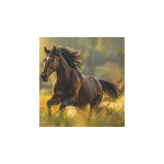 Lovak, képes falinaptár 2026