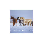 Lovak, képes falinaptár 2026