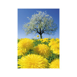 Nature Emotions, képes falinaptár 2026