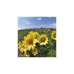 Nemzeti Parkjaink, képes falinaptár 2026 Nemzeti Parkjaink, képes falinaptár 2026