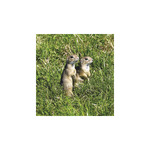 Nemzeti Parkjaink, képes falinaptár 2026 Nemzeti Parkjaink, képes falinaptár 2026