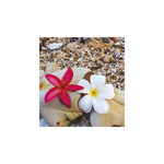 Relax, képes falinaptár 2026