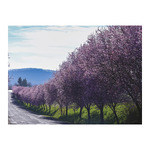 Sétány, képes falinaptár 2026