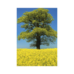 Trees, képes falinaptár 2026 Trees, képes falinaptár 2026