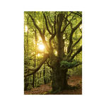 Trees, képes falinaptár 2026 Trees, képes falinaptár 2026