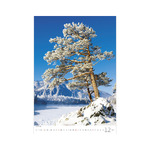 Trees, képes falinaptár 2026 Trees, képes falinaptár 2026