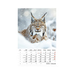 Vadállatok, képes falinaptár 2026